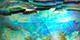 Abalone