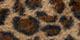 Brown Leopard