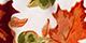 Fall Foliage