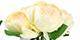 Peony