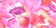 Pink Floral