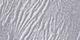Silver Gray