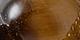 Tigers Eye