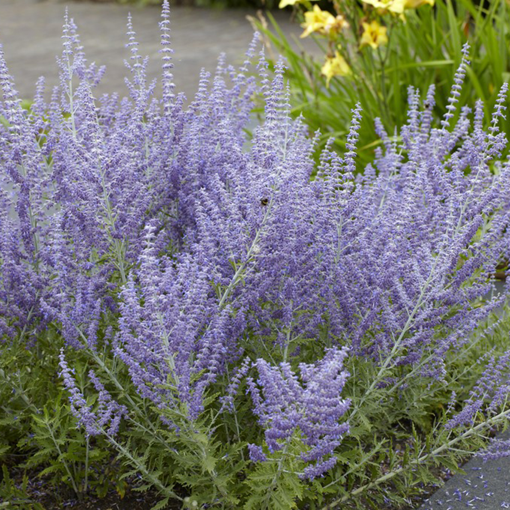 Russian Sage Perovskia - Set of 3 Roots - 8962184 | HSN