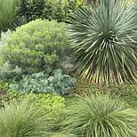 Van Zyverden Ornamental Grass Prairie Dropseed 3.25