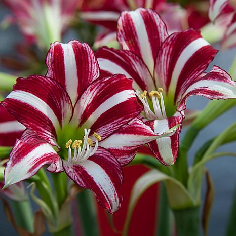 Amaryllis Fragrant Variety Santiago Bulb - 8839376 | HSN