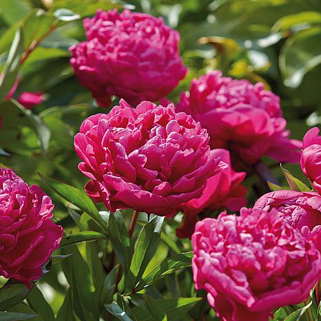 Пион розенфельд фото и описание отзывы Peonies Karl Rosenfield Set of 3 Roots - 8839389 HSN