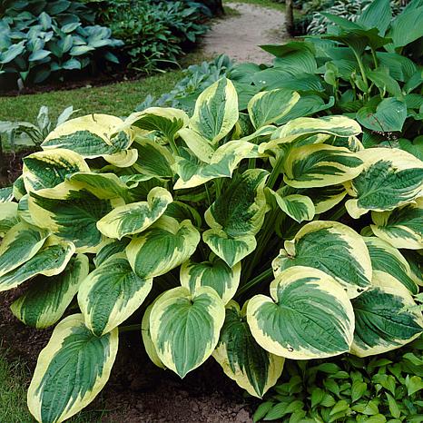 Van Zyverden Hosta Twilight - Set of 3 Roots - 9402946 | HSN