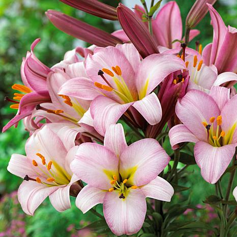 Van Zyverden Lilies Premium OT Hybrid Pink Planet Colossal 22/24 CM