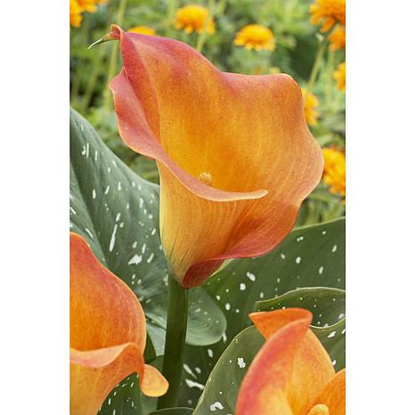 VanZyverden Callas Passion Fruit 5-piece Bulb Set