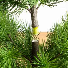 4-ft Real Touch Masson Pine Christmas Tree by Nearly Natural