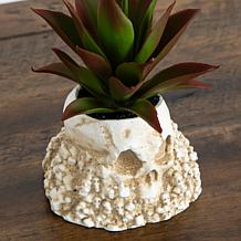 5-in Succulent Garden in Haunted - Set of 2 by Nearly Natural