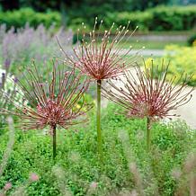 Allium Schubertii Set of 3 Bulbs