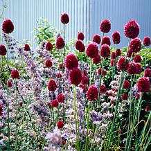 Allium Sphaerocephalon Set of 25 Bulbs