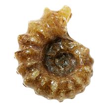 "As Is" Jay King Medium Ammonite Specimen in Floating Black Frame