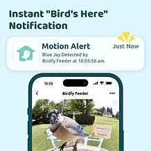 BIRDFY AI Auto Capture Motion Detection Solar Powered Bird Feeder