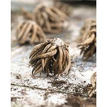 Butter Cups Ranunculus Double Tangerine Set of 25 Bulbs