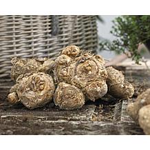 Callas Flame Set of 5 Bulbs