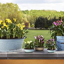 Callas Mixed Colors Set of 8 Bulbs