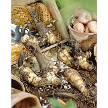 Cannas Picasso Set of 5 Bulbs