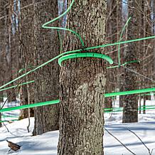 Cary & Main Vermont Estate Maple Syrup 2-pack - Auto-Ship®