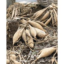 Container Dahlias Pulp Fiction Set of 3 Bulbs