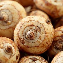 Crocosmia Lucifer Set of 25 Bulbs