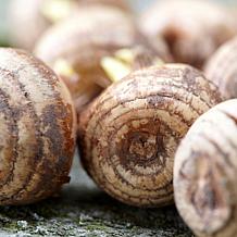 Crocus Large Flowering Blend For Containers Set of 25 Bulbs