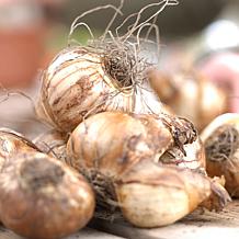 Daffodils Gardening with Children Mixture Set of 25 Bulbs