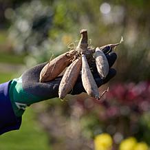 Dahlia Lavender Perfection Decorative 4-5' Tall Bloom