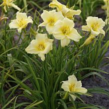 Daylilies Fragrant Returns Set of 3 Roots