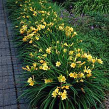 Daylilies ReBlooming Stella de' Oro Set of 5 Roots