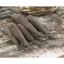 Four O Clock's Mirabilis Jalapa Mixed Set of 9 Bulbs