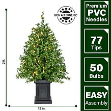 Fraser Hill Farm 2-Ft. Boxwood Porch Tree in Black Pot w/ White Lights
