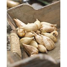 Freesias Double Blooming Red - 25 Bulbs