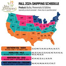 Garlic Rocambole German Red - Set of 3 Cloves