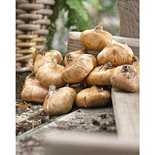 Gladiolus Large Flowering Black Beauty Set of 12 Bulbs