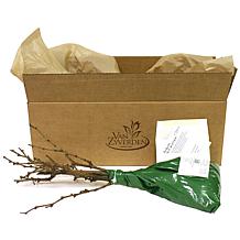 Grapes Thomcord Seedless Set of 3 Plants