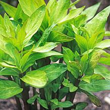 Green Beauty  Asclepias "Support The Monarchs" - Set of 3 Roots