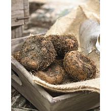 Hanging Basket Begonias Mixed Colors Set of 5 Bulbs