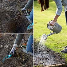 Hibiscus Lucy Red Root Stock