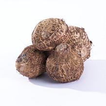 Hilo Beauty Elephant Ears  - 1 Bulb