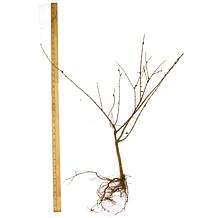 Honeysuckle Pink Set of 1 Root Stock