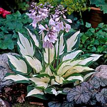 Hosta Fire and Ice Set of 3 Roots