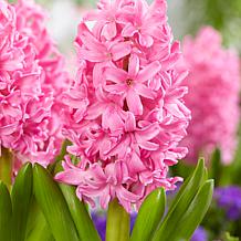 Hyacinths Pink Pearl Set of 10 Bulbs