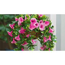 Improvements 11" Petunia Hanging Baskets - 2-pack