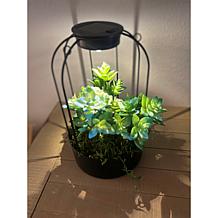 Improvements Solar Plant Lantern