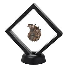Jay King Ammonite Specimen in Floating Black Frame