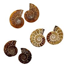 Jay King Small Ammonite Specimen Pair in Frame