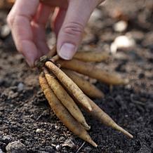 Kniphofia Red Hot Poker Set of 5 Roots